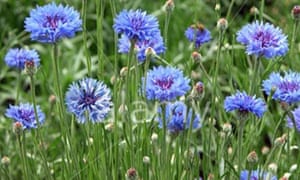 Cornflowers